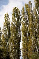Populus nigra var italica - Lombardy Poplar 