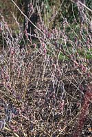 Salix gracilistyla 'Mount Aso' 
