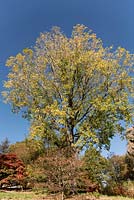 Populus x canadensis 'Robusta' - Autumn leaf colour - Batsford Arboretum, Gloucestershire, UK
