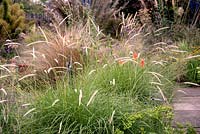 Pennisetum macrourum - African Feathergrass