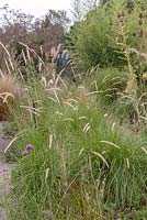 Pennisetum macrourum - African Feathergrass 