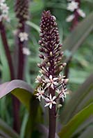 Eucomis comosa 'Sparkling Burgundy' - Pineapple Lilies 