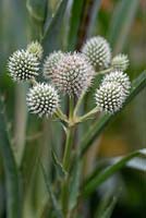 Eryngium yuccifolium - Button Snakeroot