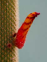 Cleistocactus brookei in flower 