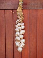 Home grown Garlic plaited into a string. 