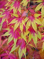 Acer palmatum 'Elegans' - Japanese maple 'Elegans'

