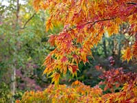 Acer palmatum 'Elegans' - Japanese maple 'Elegans'
