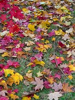 A carpet of Acer leaves on the ground 
