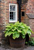 Hosta 'Sum and Substance' in a half wooden barrel in the kitchen courtyard
