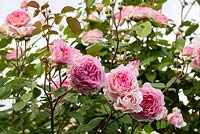 Rosa 'James Galway' in the kitchen courtyard