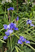 Iris sibirica 'silver edge'