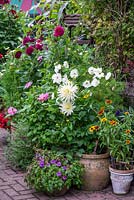On a brick terrace, pots of white cosmos, rudbeckias, and white or pink dahlias.