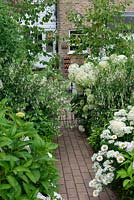 View along brick path to house, passing by white hydrangeas 'Annabelle', shasta daisies and 'Hawkshead' hardy fuchsias.