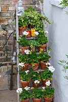 An old wooden ladder holds terracotta pots of white geraniums and an ivy.