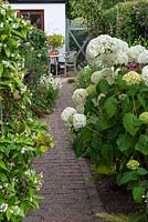 Leading back to the dining area, a brick path passes between borders of white Hydrangea arborescens 'Annabelle' and star jasmine.