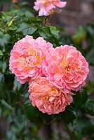 Rosa 'Designer Sunset', a patio rose bearing double pink and cream flowers 