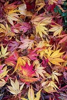 Acer palmatum 'Elegans' -  Fallen Japanese maple 'Elegans' leaves in autumn. 