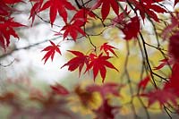 Acer palmatum 'Oshio Beni' - 'Oshio Beni' Japanese Maple leaves in the autumn mist. 