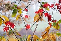 Acer palmatum 'Shojo Shidare' - 'Shojo Shidare' Japanese Maple leaves in the autumn fog. 