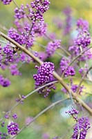 Callicarpa bodinieri 'Imperial Pearl' - Beautyberry 'Imperial Pearl' berries in autumn. 