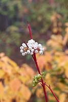 Cornus sericea 'Cardinal' - Red osier dogwood 'Cardinal' berries in the autumn mist. 