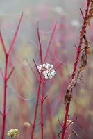 Cornus sericea 'Cardinal' - Red osier dogwood 'Cardinal' berries in the autumn mist.