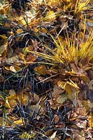 Libertia ixioides 'Goldfinger'and Ophiopogon planiscapus 'Nigrescens' - Chilean Iris 'Goldfinger' and Black lilyturf grass
