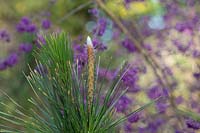 Pinus thunbergii 'Ogon' - Japanese black pine 'Ogon'