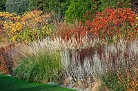 Autumn border with grasses and seedheads including Pennisetum 'Fairy tails ' - Fountain grass. RHS Garden Wisley, Surrey, UK.
