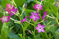 Nicotiana 'Roulette'