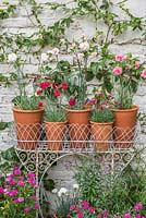 Collection of scented dianthus - Pinks in terracotta pots with jardinere
