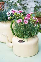 Dianthus - alpine pinks planted in old enamel kettle