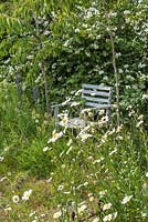 Old seat in border of Leucanthemum vulgare