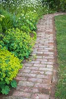 Brick path with border of Leucanthemum vulgare and alchemilla mollis