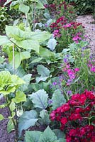 Kohlrabi in vegetable bed with flowers - dianthus, verbena and sunflowers