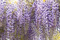 Wisteria Floribunda 'Lavender Lace' 