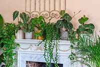 House plants on a mantelpiece from left to right: Hanging Devil's Ivy or Marble Pothos, Alocasia 'Polly', Calathea 'Herringbone', Chinese money plant, Lipstick Plant 'Rasta' or Aeschynanthus radicans 'Rasta', Anthurium clarinervium, Satin pothos, Fiddle leaf fig and Areca palm.g
