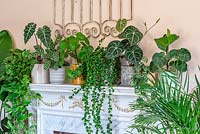 House plants on a mantelpiece from left to right: Hanging Devil's Ivy or Marble Pothos, Alocasia 'Polly', Calathea 'Herringbone', Chinese money plant, Lipstick Plant 'Rasta' or Aeschynanthus radicans 'Rasta', Anthurium clarinervium, Satin pothos, Fiddle leaf fig and Areca palm,  Chinese money plant,  Anthurium clarinervium, Satin pothos, Fiddle leaf fig and Areca palm.