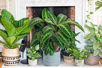 Central in front of a fireplace, Velvet Calathea, Calathea rufibarba, a leafy house plant with beautifully marked leaves. Left: Anthurium ellipticum 'Jungle King', Dieffenbachia compacta. Right: Philodendron 'Green Wonder', crocodile fern, Philodendron hastatum.