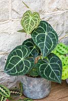 Anthurium clarinervium has large, heart shaped leaves with white veining, that are velvety to the touch.