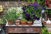 An old table holds pots of alyssium, Lagurus ovatus or Hare's tail grass, succulents, surfinias and nemesias.