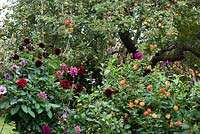 A border of dahlias for cutting, below an old apple tree.