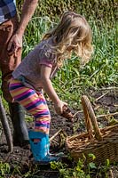 Little girl helping dig potatoes in garden. 