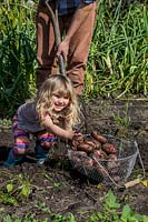 Little girl helping dig potatoes in garden.