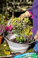 Person planting a small, vintage galvanised container with autumn-interest plants.