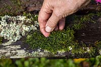 Collecting moss to use as top dressing on planted up metal container. 