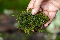 Person collecting moss to use as top dressing on planted up metal container.
