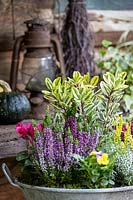 Galvanised container planted with Brassica, Hebe, heathers, Viola and Cyclamen in a rustic setting.
