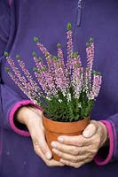 Person holding terracotta pot planted with Calluna vulgaris - Heather
