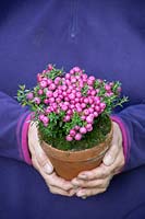 Person holding terracotta pot planted with Pink berried Pernettya 
